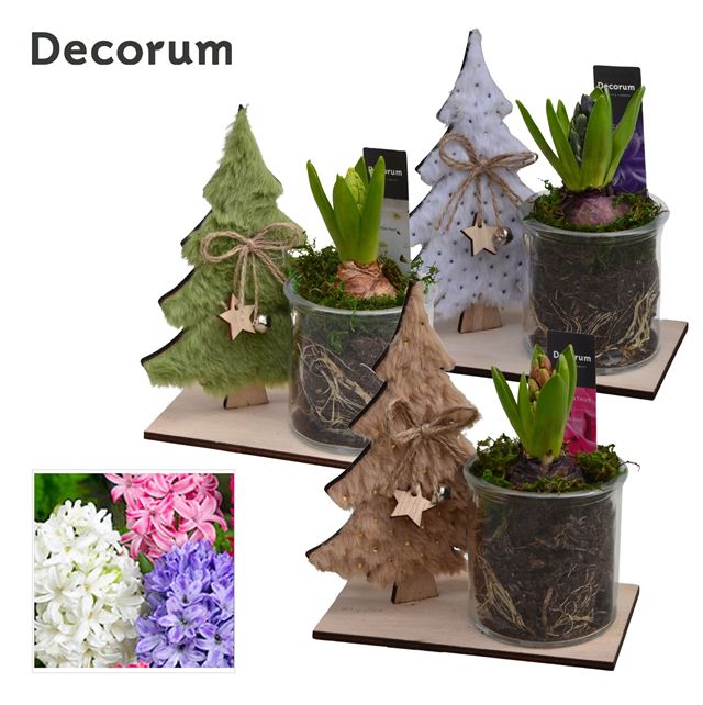 Picture of HYACINTHUS 01BULB WOOD+GLASS XMAS TREE