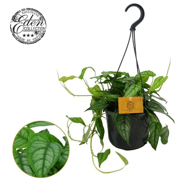 Picture of Monstera siltepecana in hanging basket