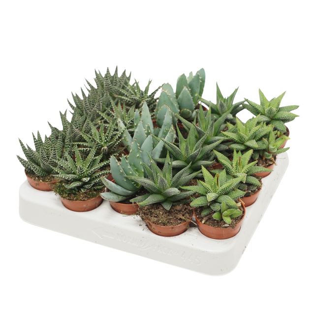 Picture of ALOE MIX