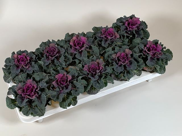 Picture of Brassica oleracea flat red