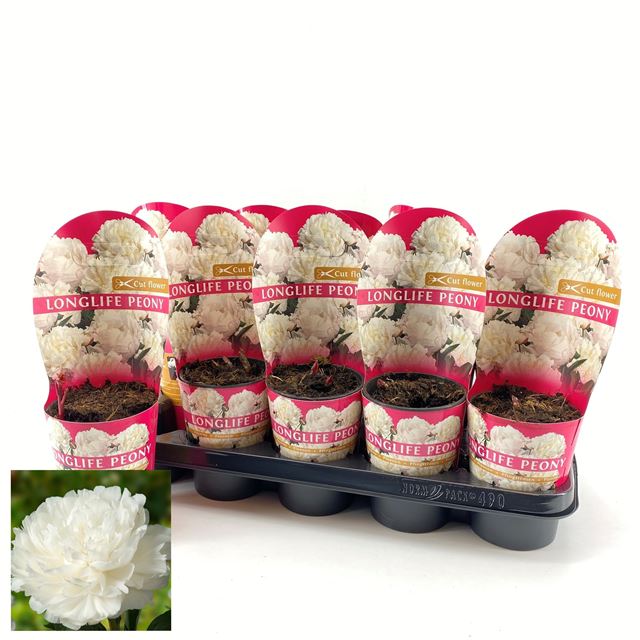 Picture of PAEONIA LONGLIFE WHITE POTCOVER