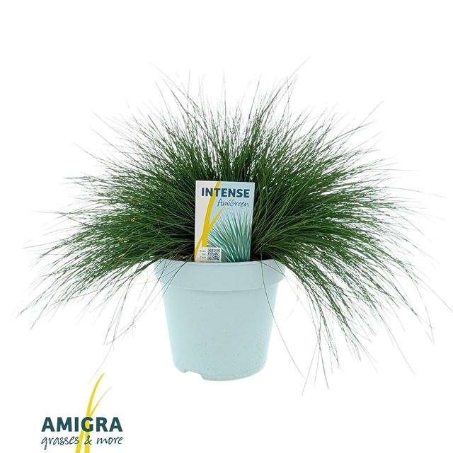 Picture of Festuca gautieri amigreen - amigra