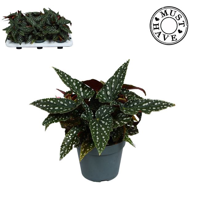 Picture of Begonia maculata spotlight green