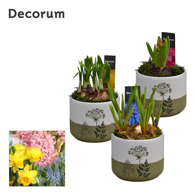 Picture of Bulbs mix ceramic floraleaf