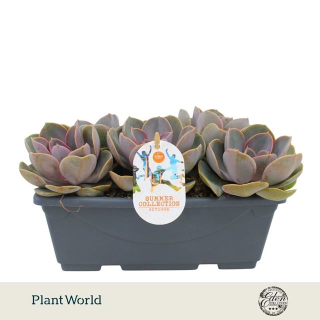 Picture of Echeveria perl van neurenberg
