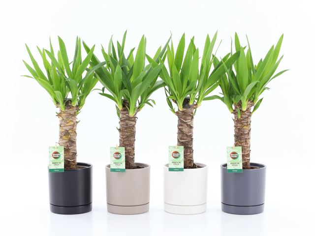 Picture of Yucca elephantipes in ceramic