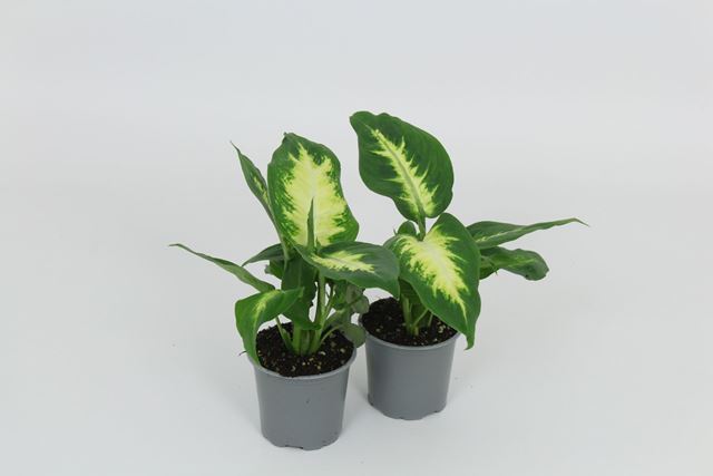 Picture of Dieffenbachia camilla