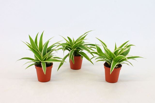 Picture of Chlorophytum comosum ocean