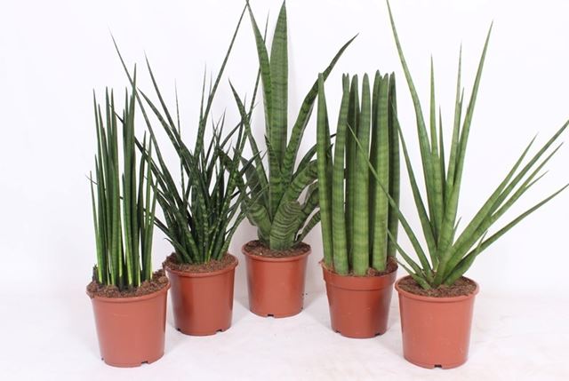 Picture of SANSEVIERIA LUXERY MIX