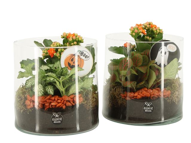 Picture of Halloween arrangement 02pp glass