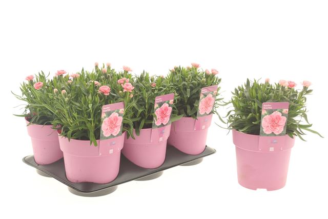 Picture of Dianthus oscar pink