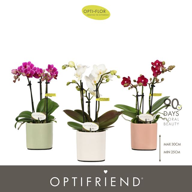 Picture of Phalaenopsis 03-stem optifriend mix in ceramic