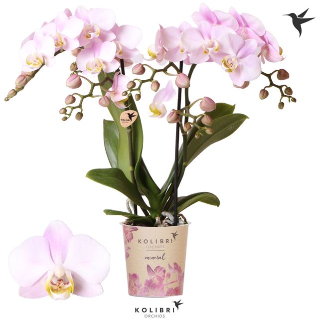 Picture of Phalaenopsis 02-stem kolibri portugal