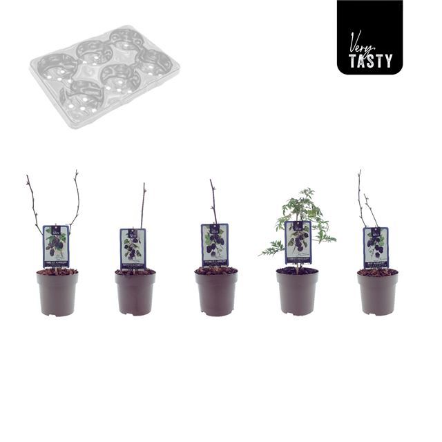 Picture of Blackberry mix