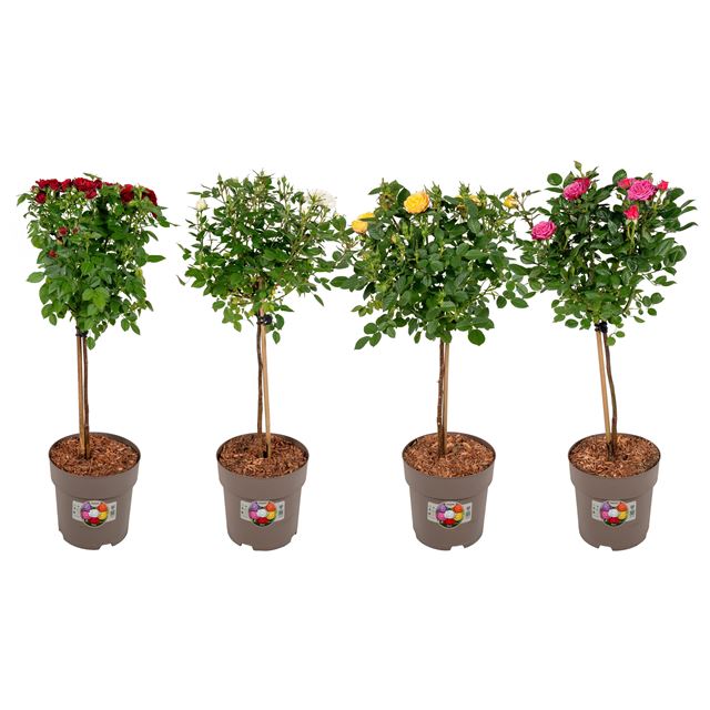 Picture of Rosa patio on stem