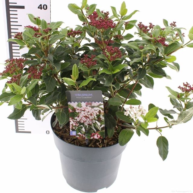 Picture of Viburnum tinus gwenllian
