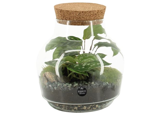 Picture of TERRARIUM