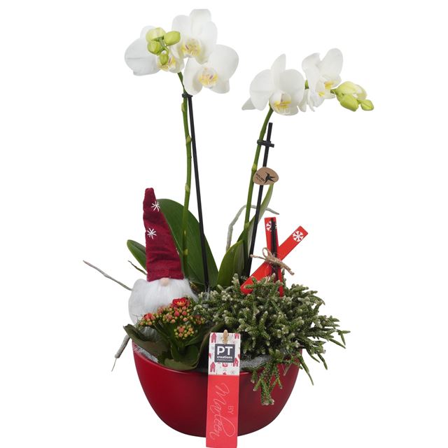 Picture of XMAS ARRANGEMENT PHALAENOPSIS 03PP IN CERAMIC