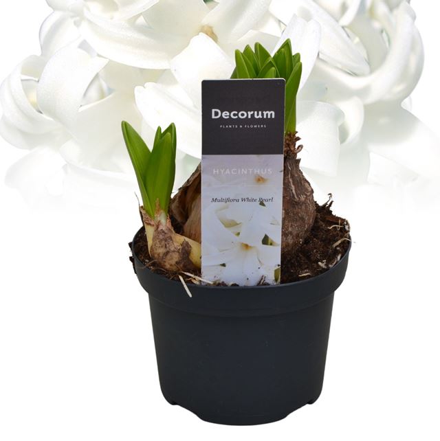 Picture of Hyacinthus multiflora white