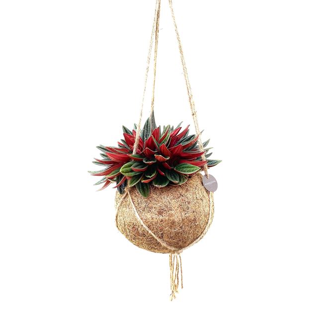 Picture of KOKODAMA PEPEROMIA ROSSO