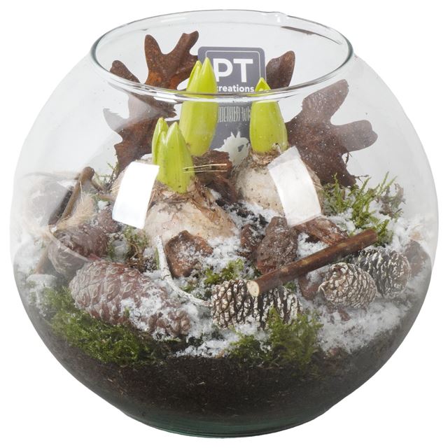 Picture of HYACINTHUS 03BULBS GLASS BALL