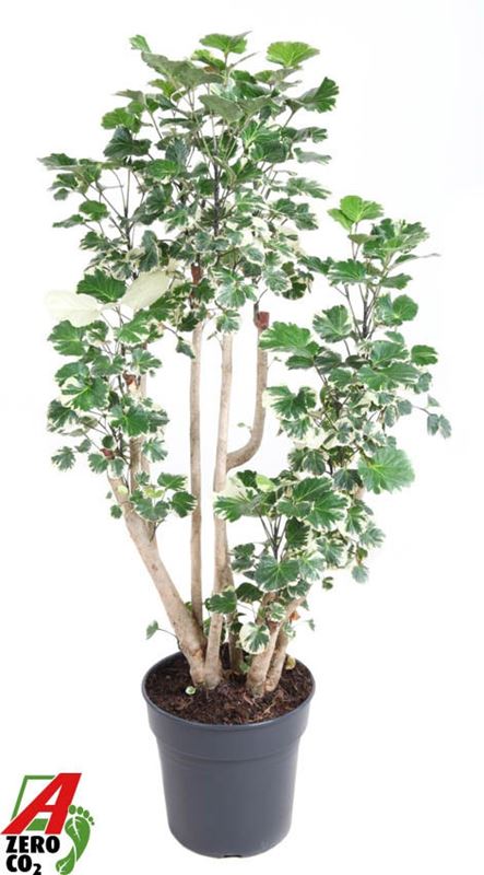 Picture of Polyscias balfouriana branched