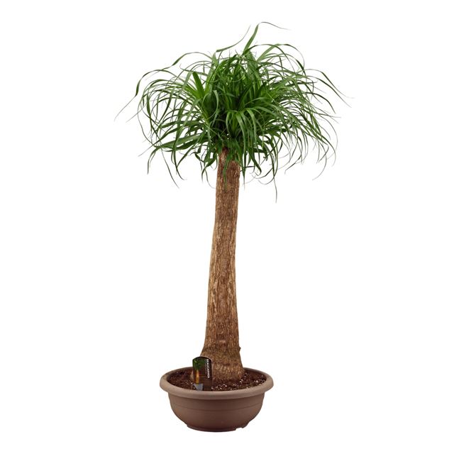 Picture of BEAUCARNEA RECURVATA NOLINA STRAIGHT STEM IN BOWL