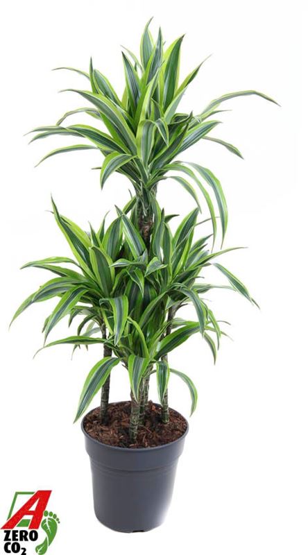 Picture of Dracaena fragrans lemon lime carrousel 060