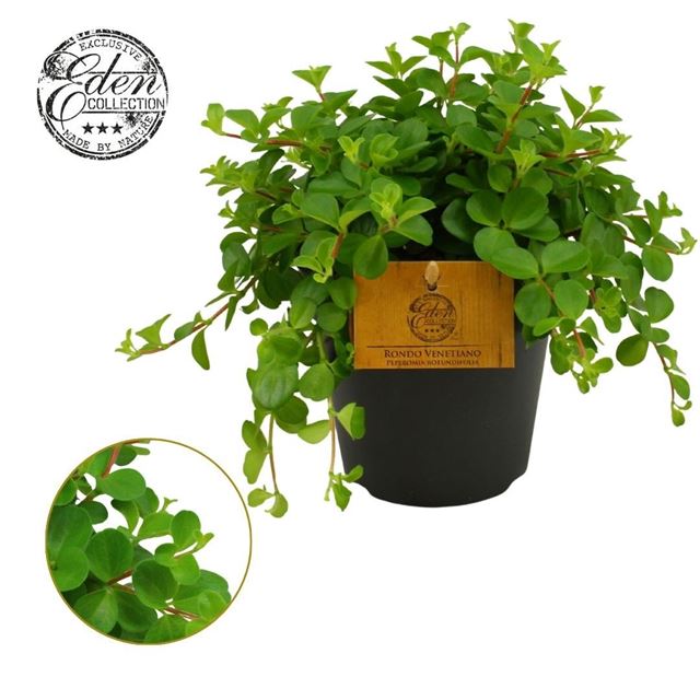 Picture of Peperomia rotundifolia