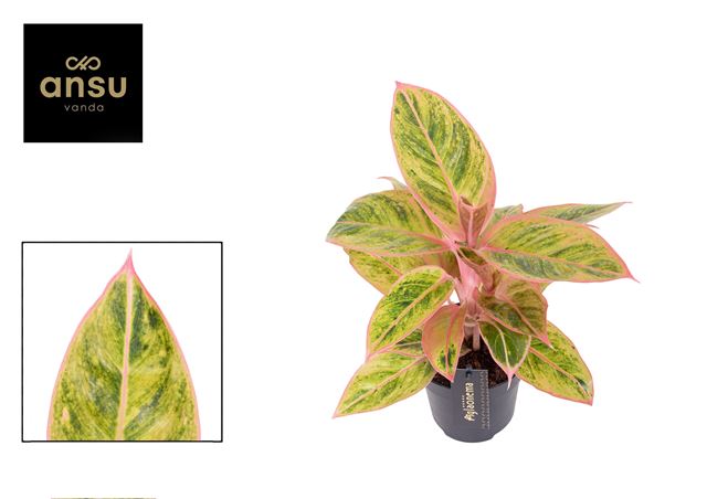 Picture of AGLAONEMA SALMON FANTASY