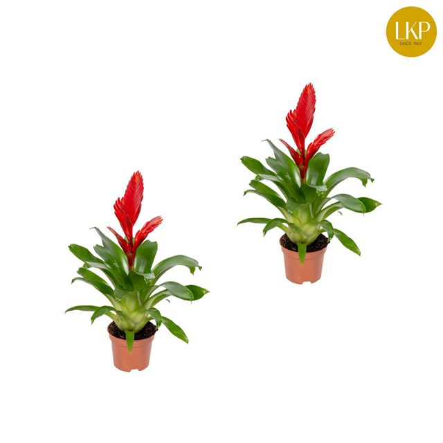 Picture of VRIESEA CHRISTIANE RED