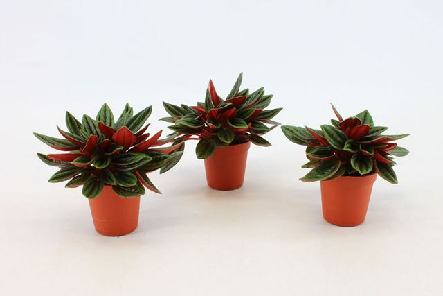 Picture of Peperomia caperata rosso