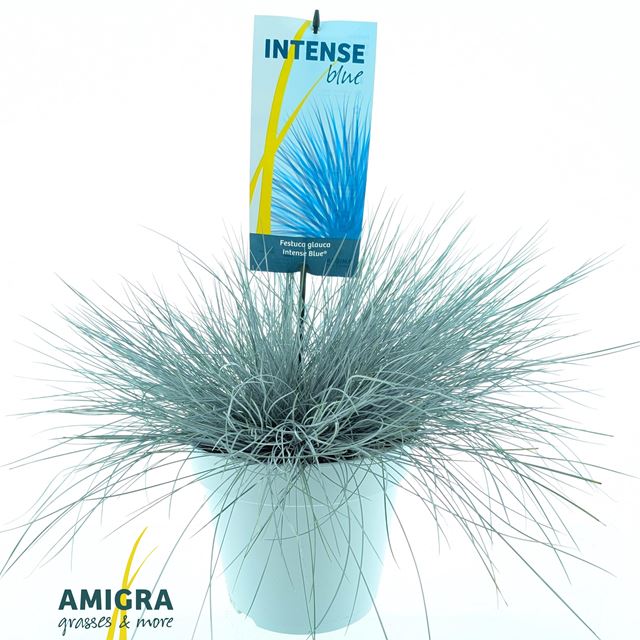 Picture of Festuca glauca intense blue
