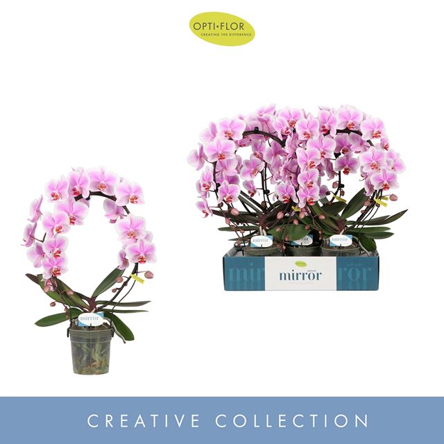 Picture of PHALAENOPSIS 02-STEM MIRROR MIRACLE JASMINE