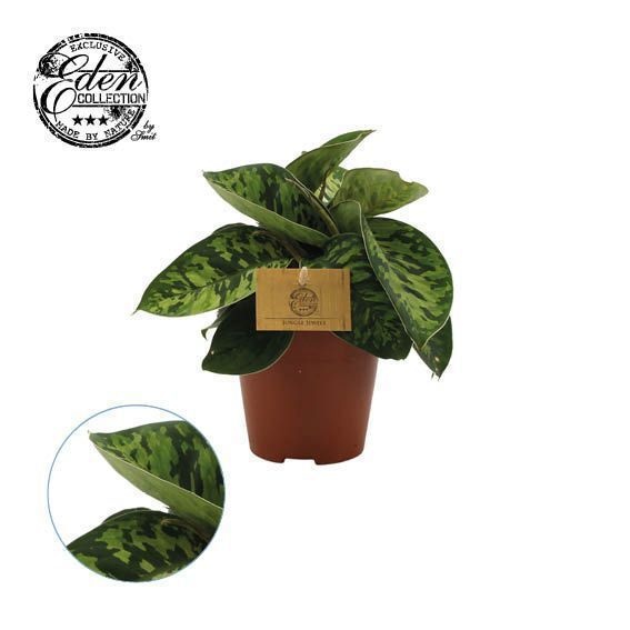 Picture of Episcia mix