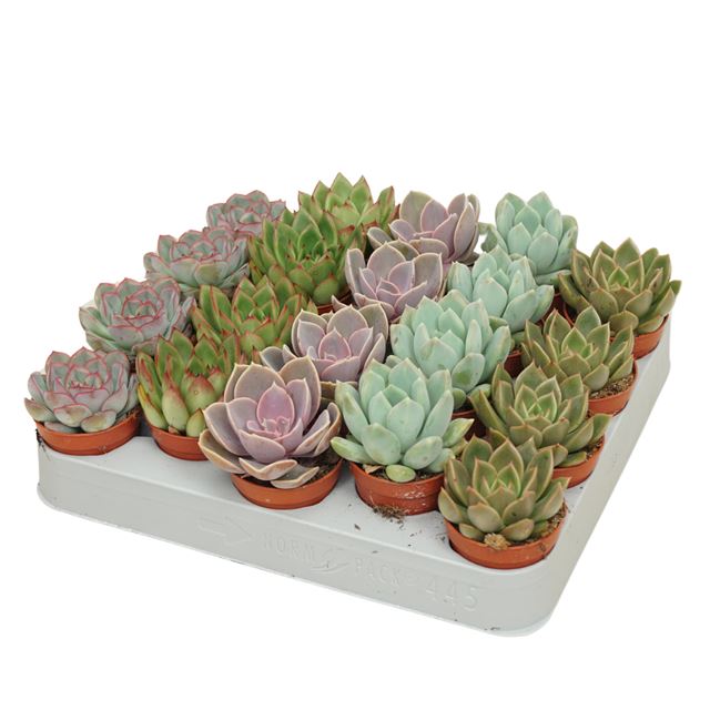 Picture of ECHEVERIA MIX