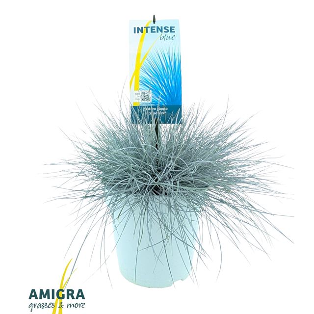 Picture of Festuca glauca intense blue