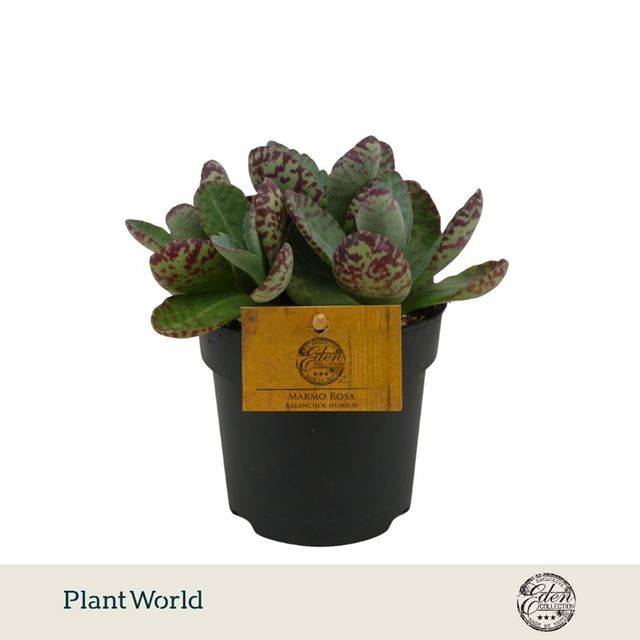 Picture of Kalanchoe humilis