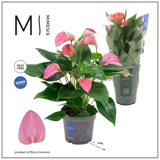 Picture of Anthurium andreanum multiflora pink