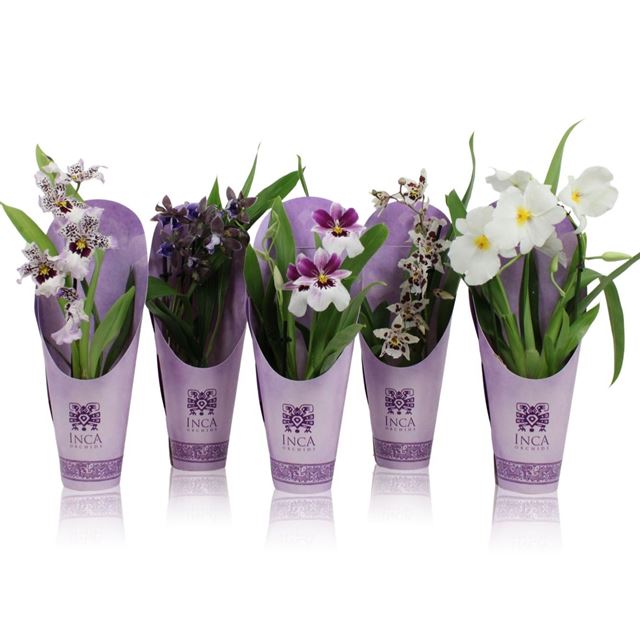 Picture of ORCHID 01-STEM PURPLE PLEASURE MIX IN CONE