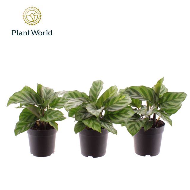 Picture of CALATHEA FREDDIE