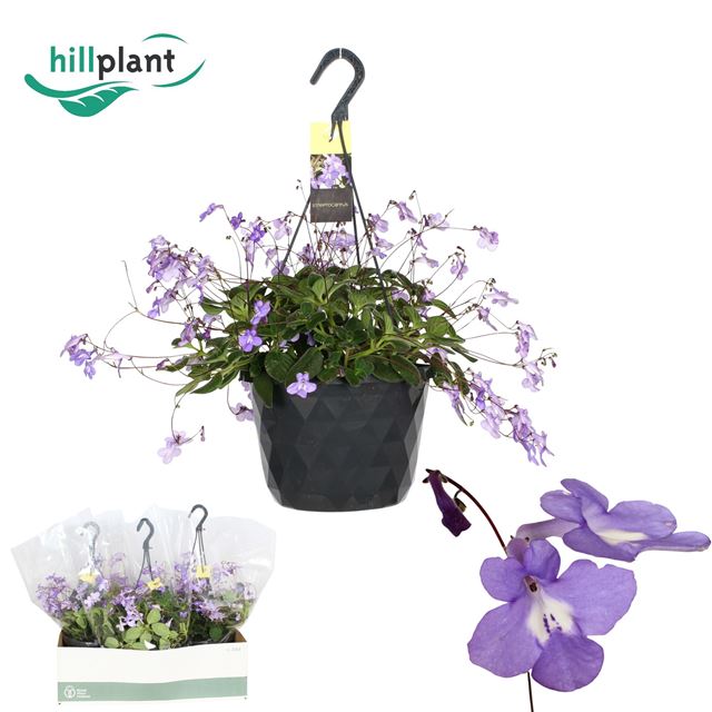 Picture of Streptocarpus saxorum hanging basket
