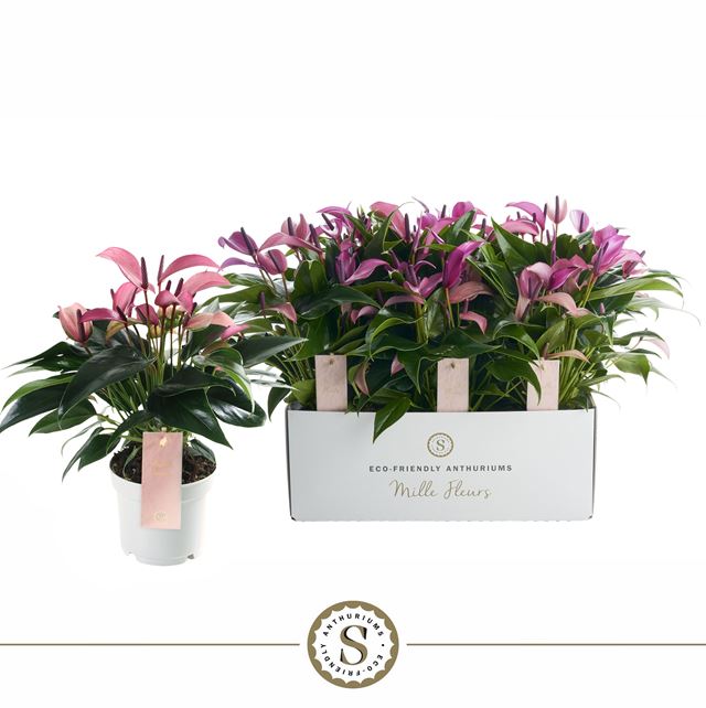 Picture of ANTHURIUM ANDREANUM MILLE FLEURS ZIZOU