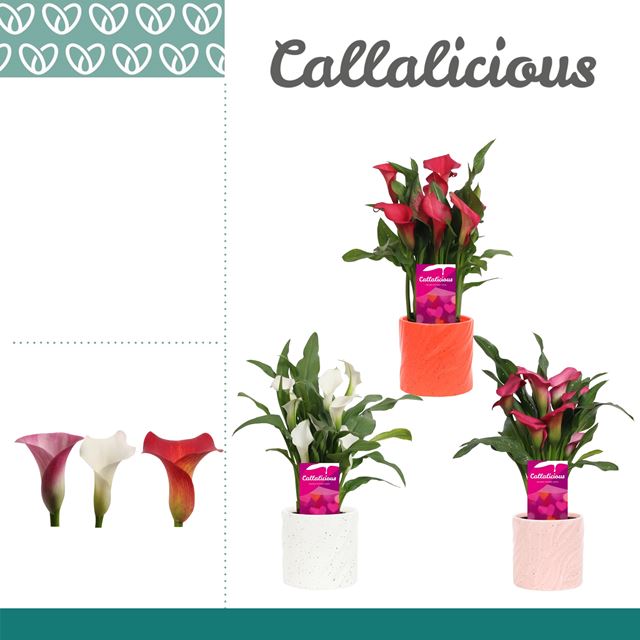 Picture of Zantedeschia pink/white ceramic