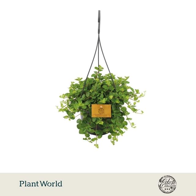 Picture of Peperomia rotundifolia in hanging basket