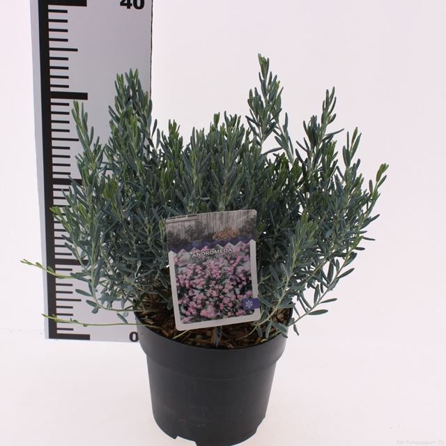 Picture of Andromeda polifolia blue lagoon
