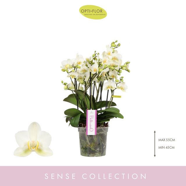 Picture of Phalaenopsis bellissimo bella