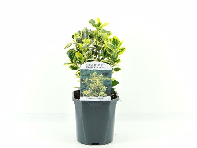 Picture of Euonymus japopnica marieke