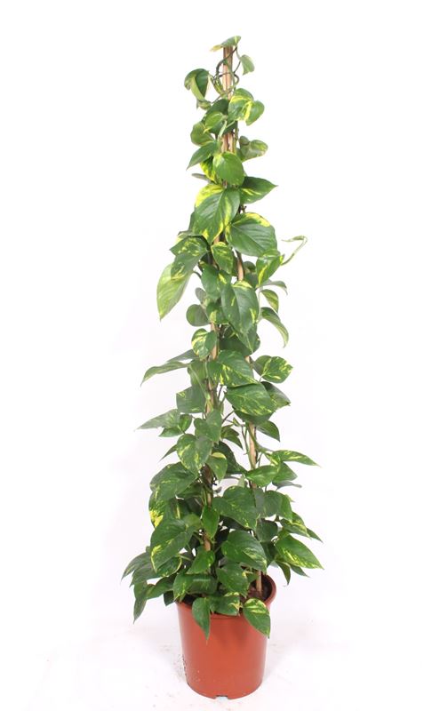 Picture of EPIPREMNUM AUREUM PYRAMID