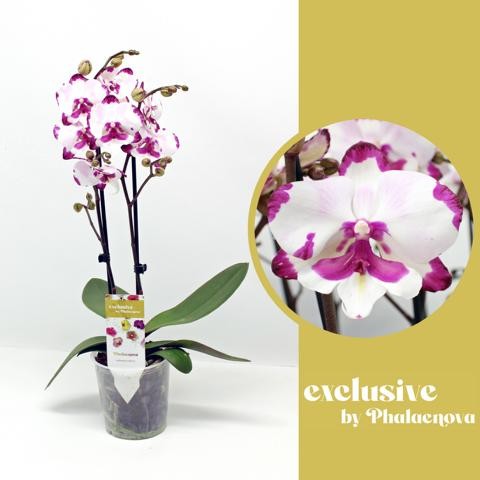 Picture of PHALAENOPSIS 02-STEM EMILY